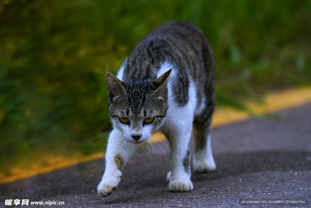 狸花猫 