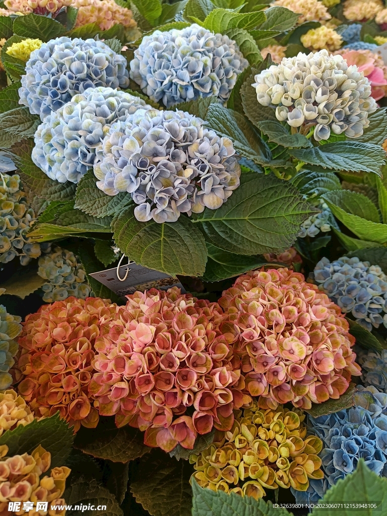 花团锦簇