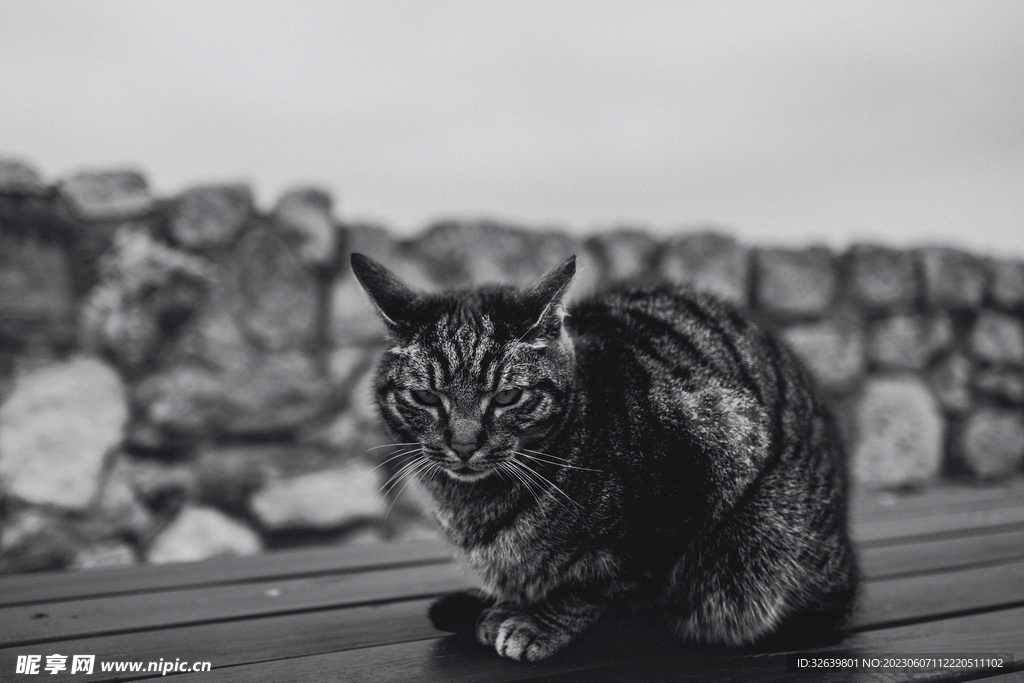 狸花猫