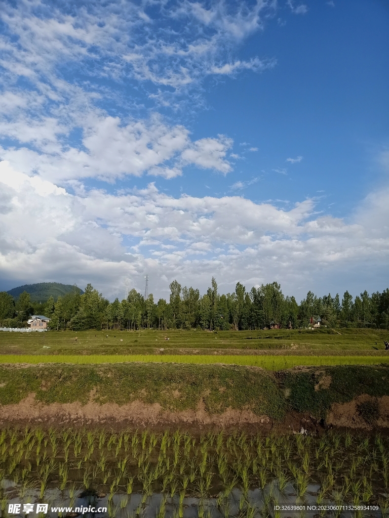 稻田