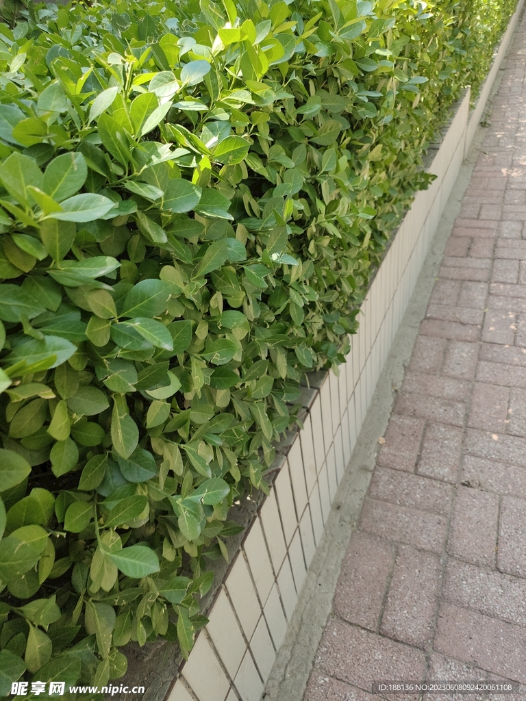 绿植