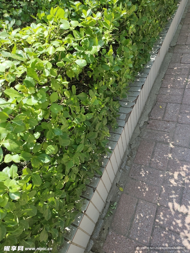 绿植