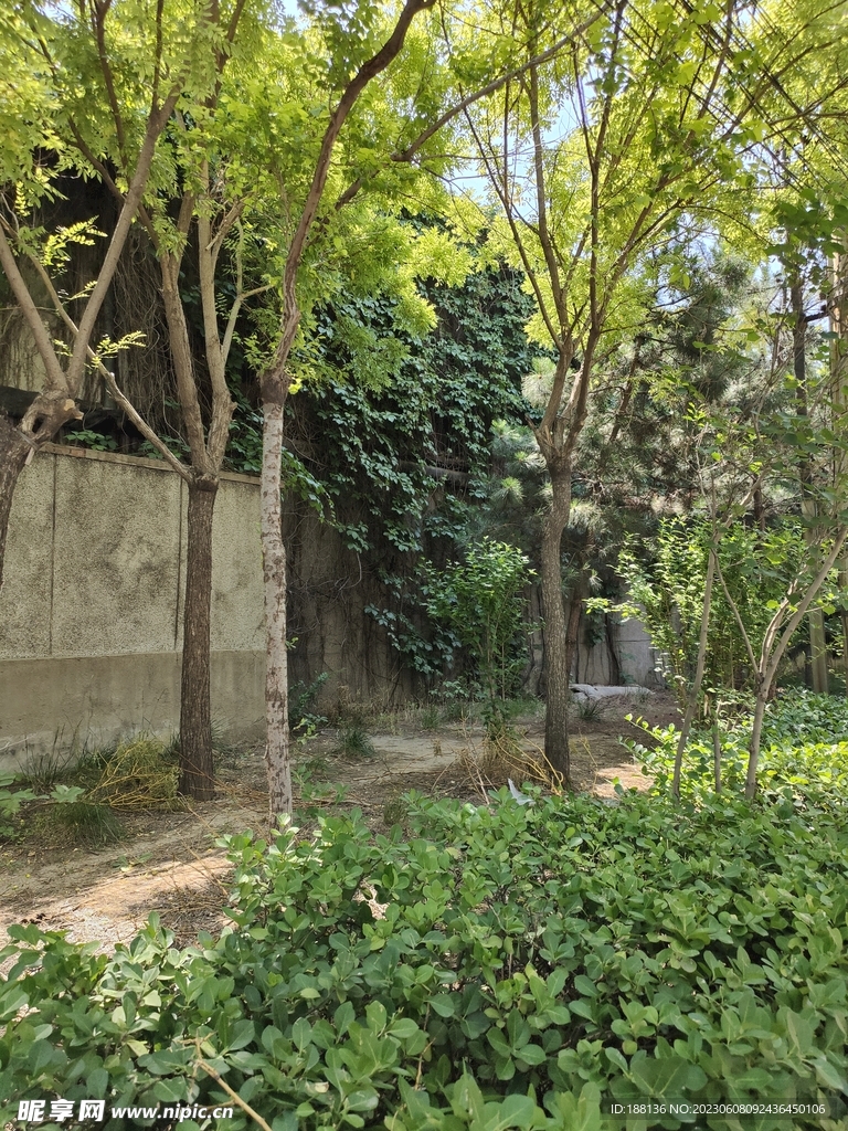 小区绿化