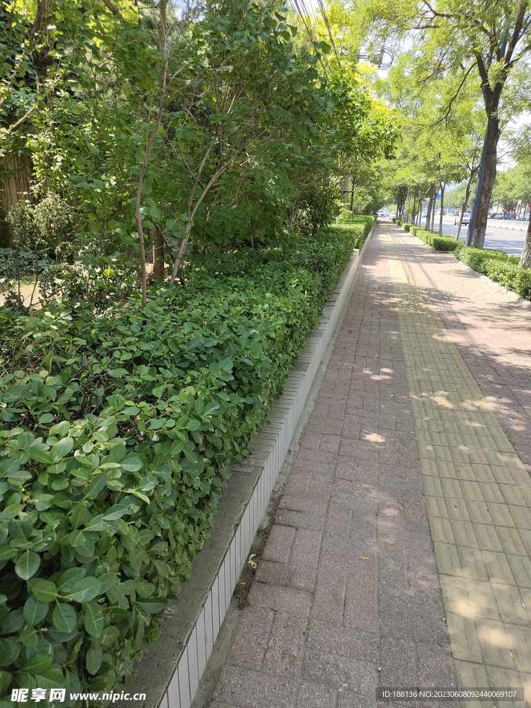 小区绿化