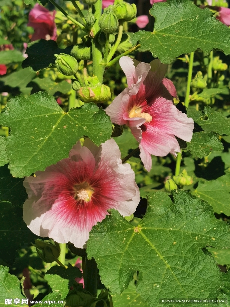 端午花
