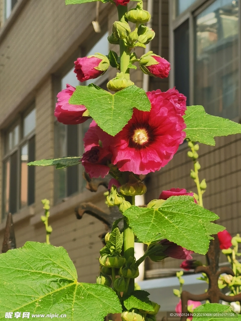 端午花 