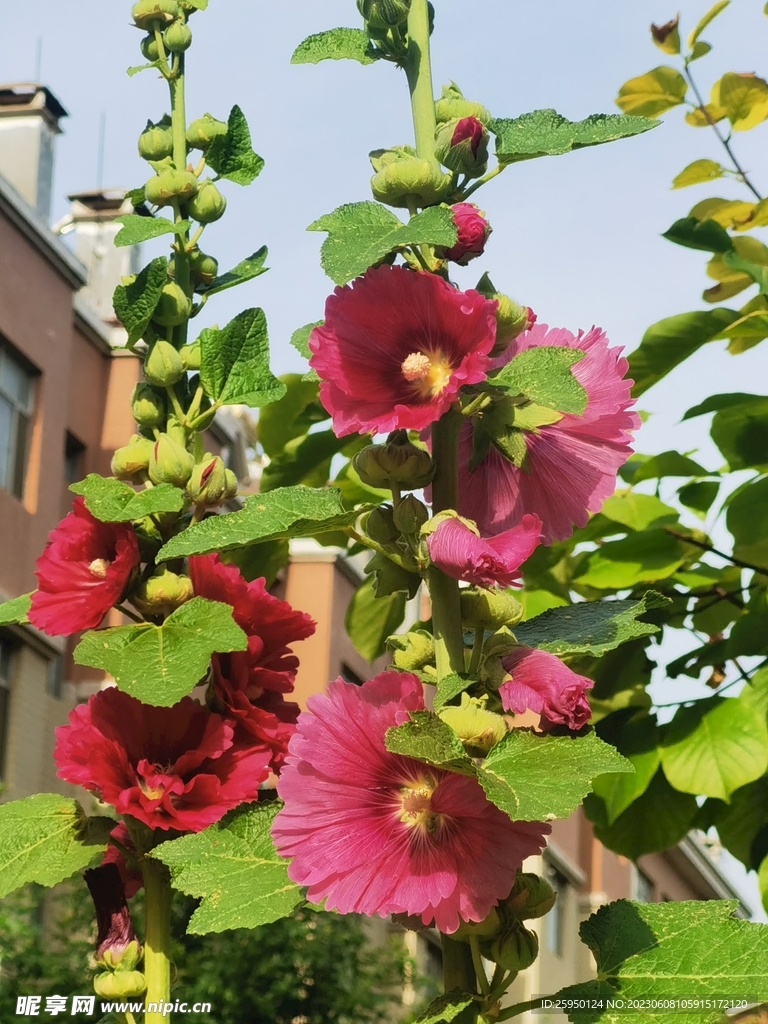 端午花