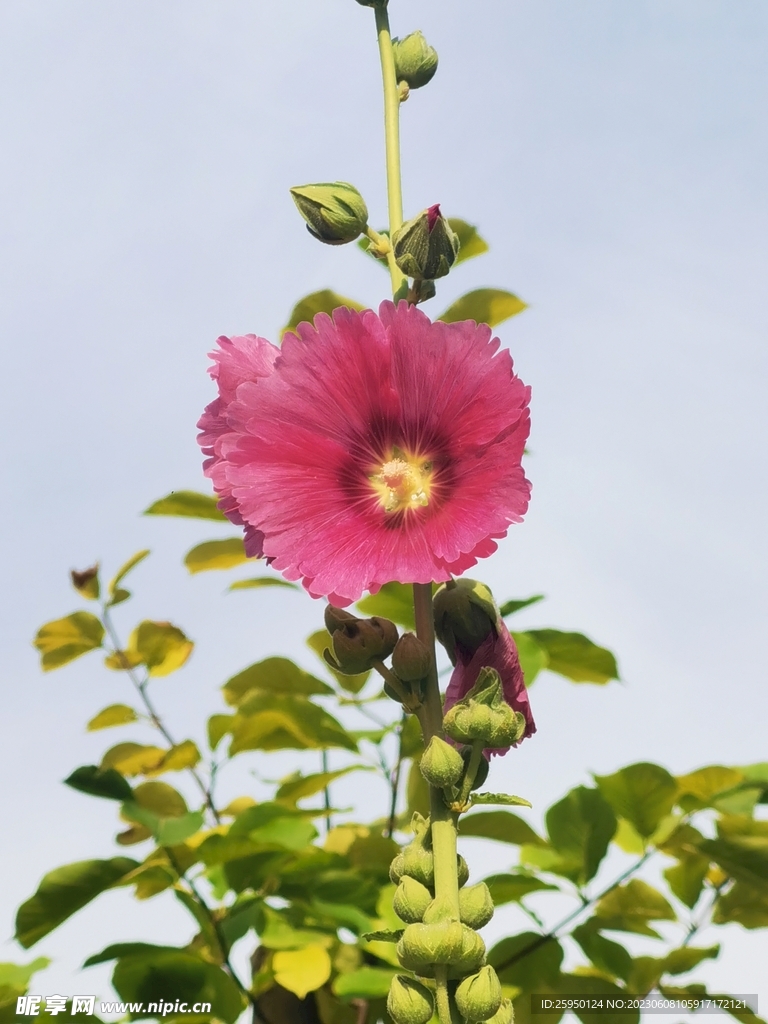 端午花