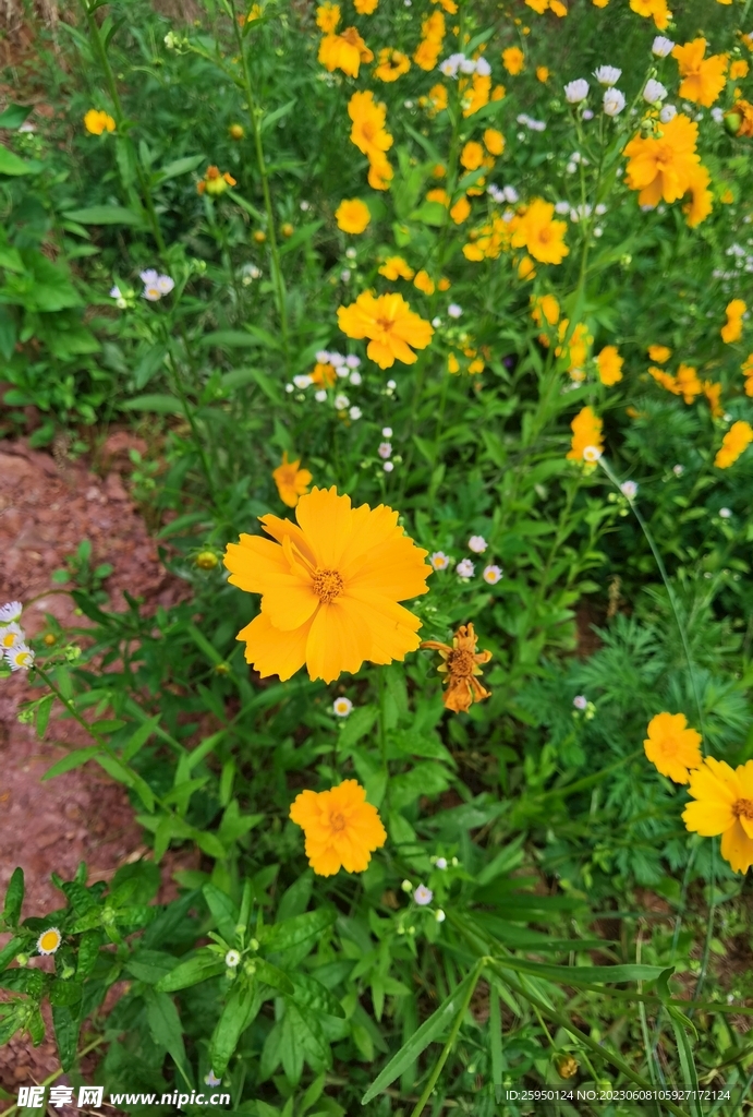 金鸡菊