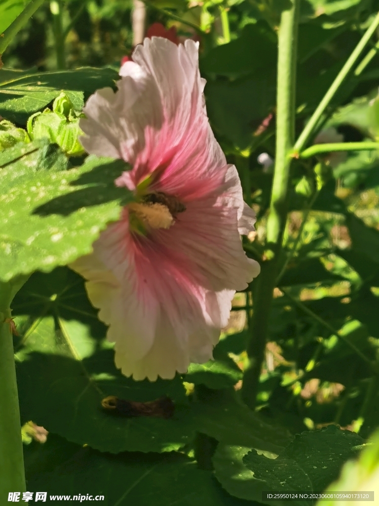 端午花