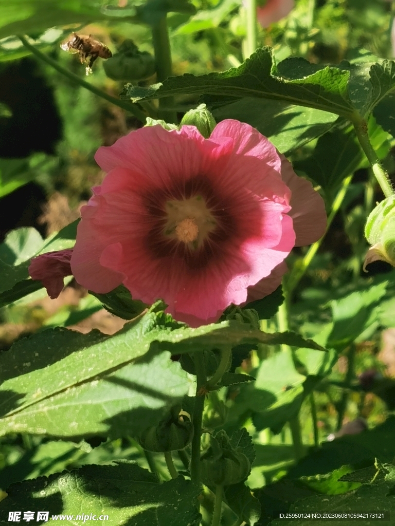 端午花