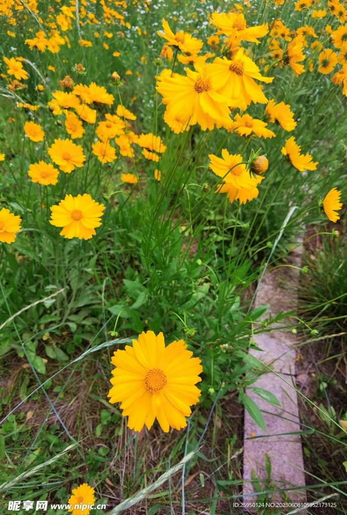 金鸡菊