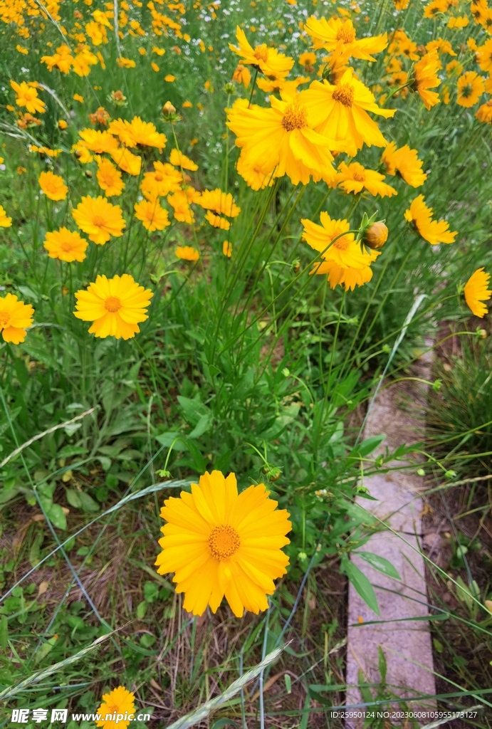 金鸡菊