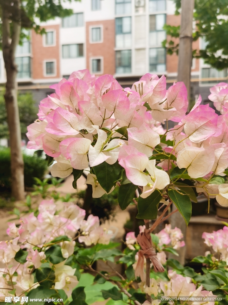 勒杜鹃