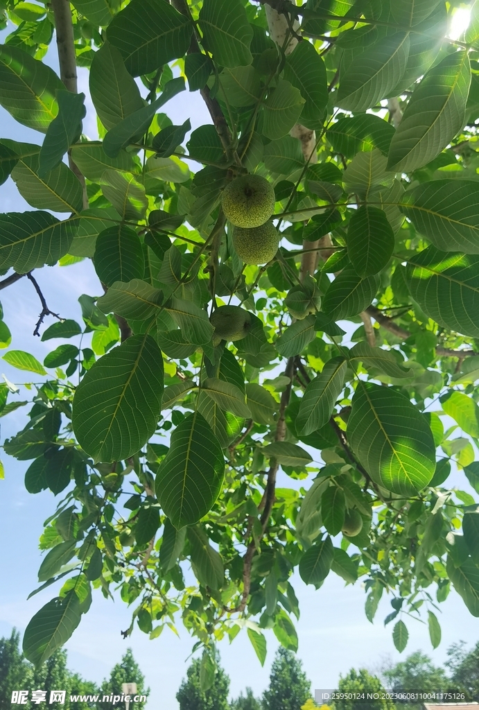 核桃