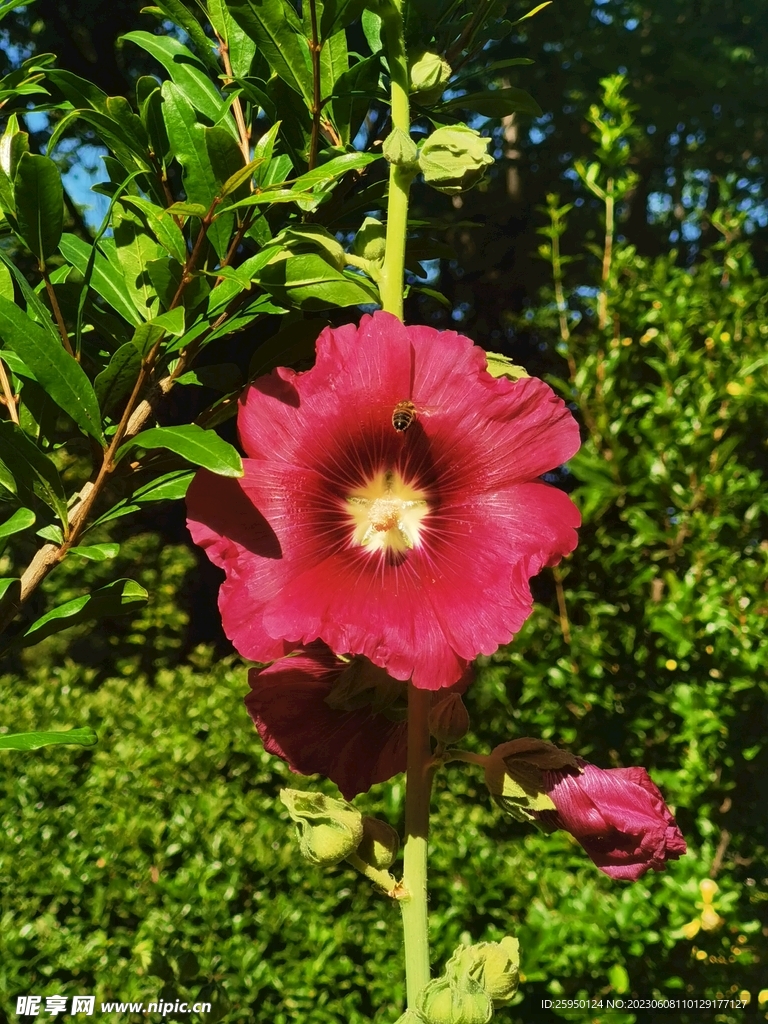 端午花
