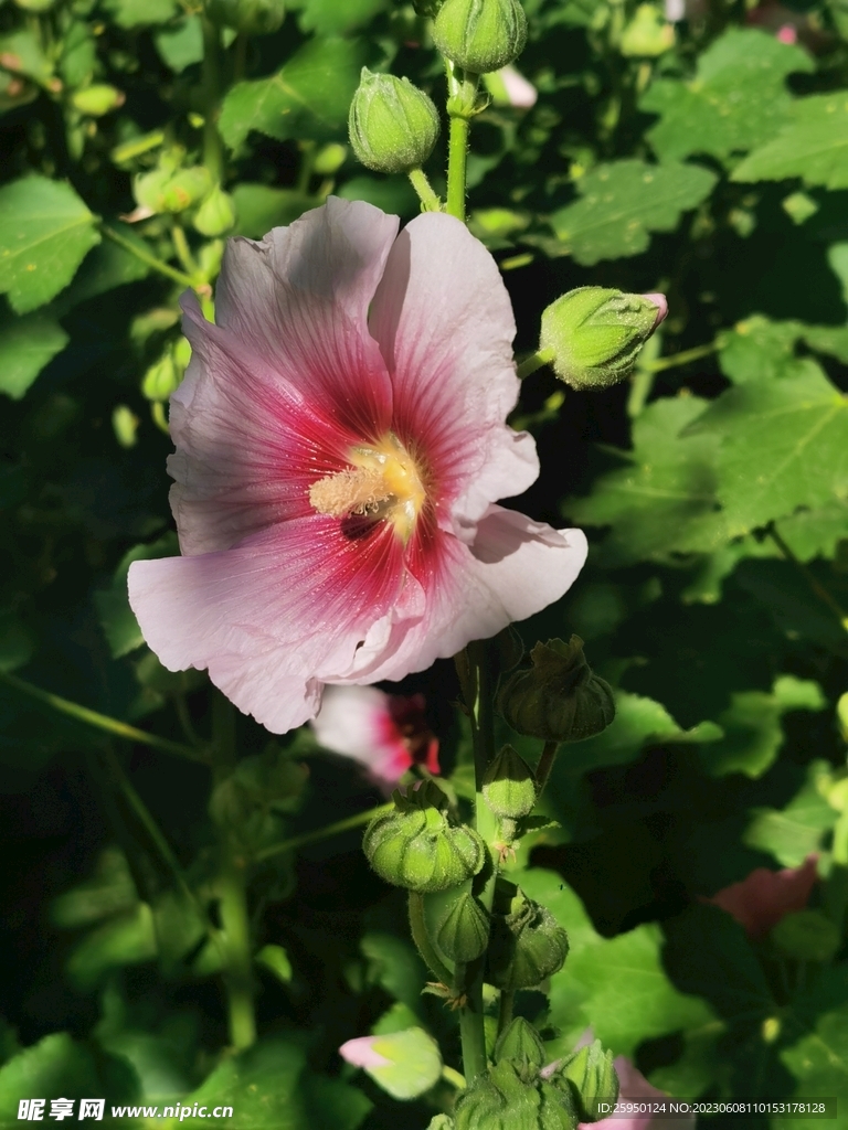 端午花