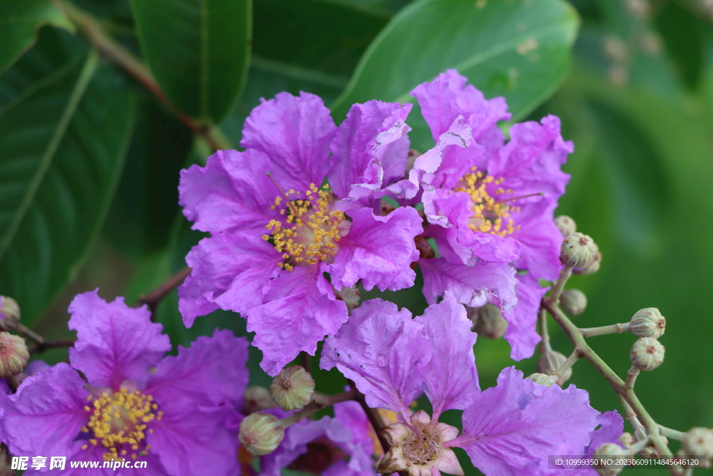 紫薇花
