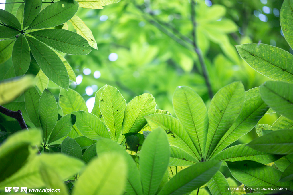 绿叶背景