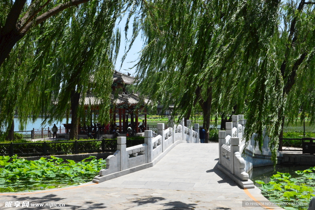 垂柳风景 