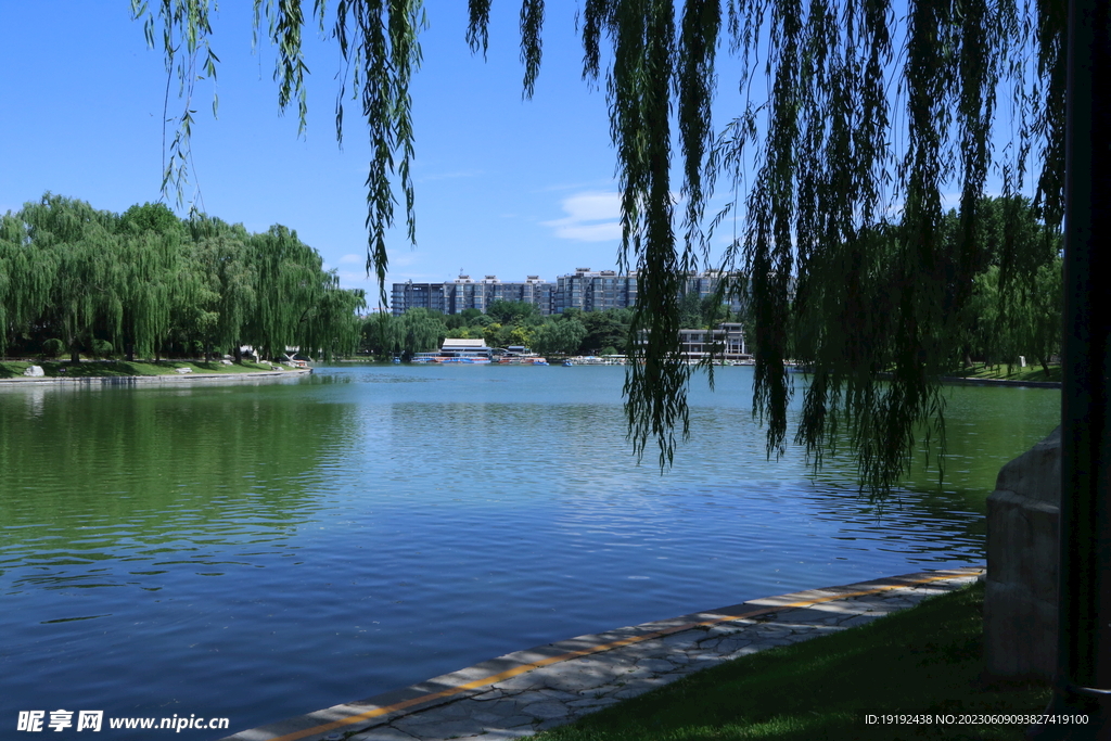 垂柳风景 