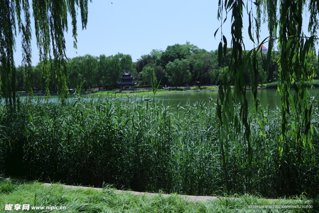 垂柳风景 