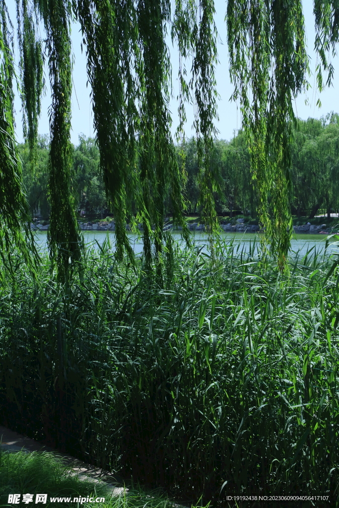 垂柳风景