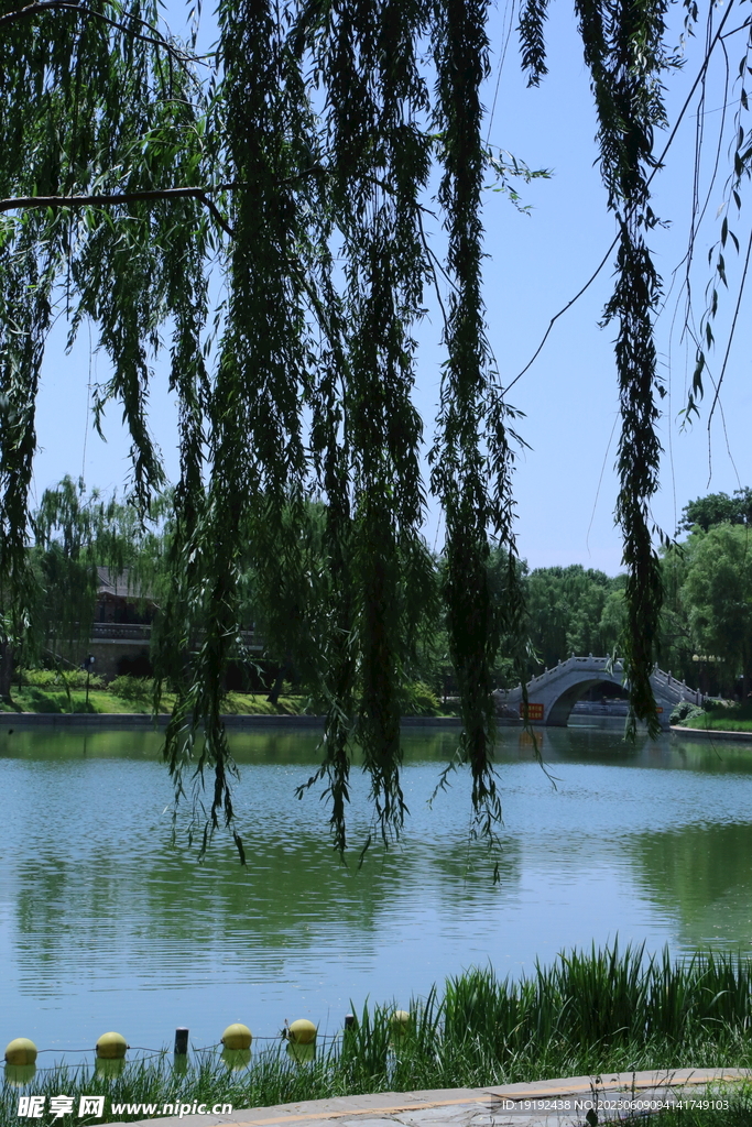 垂柳风景