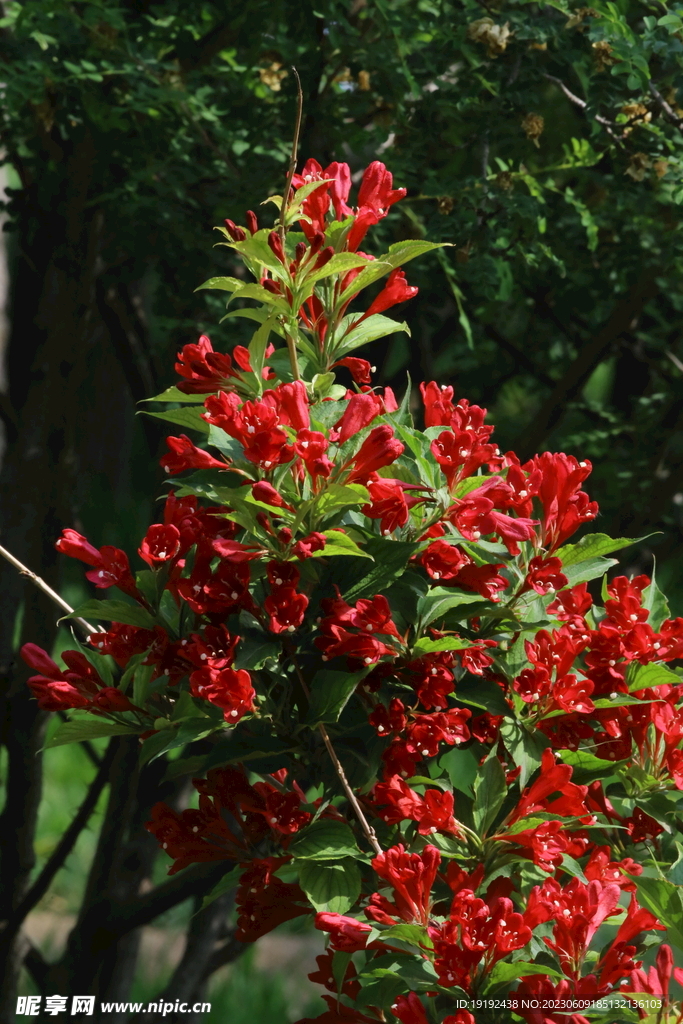锦带花