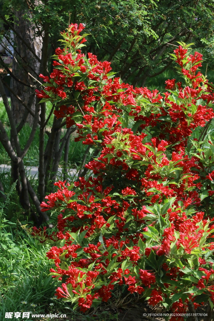 锦带花 