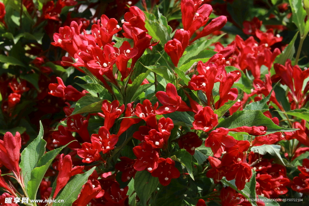 锦带花