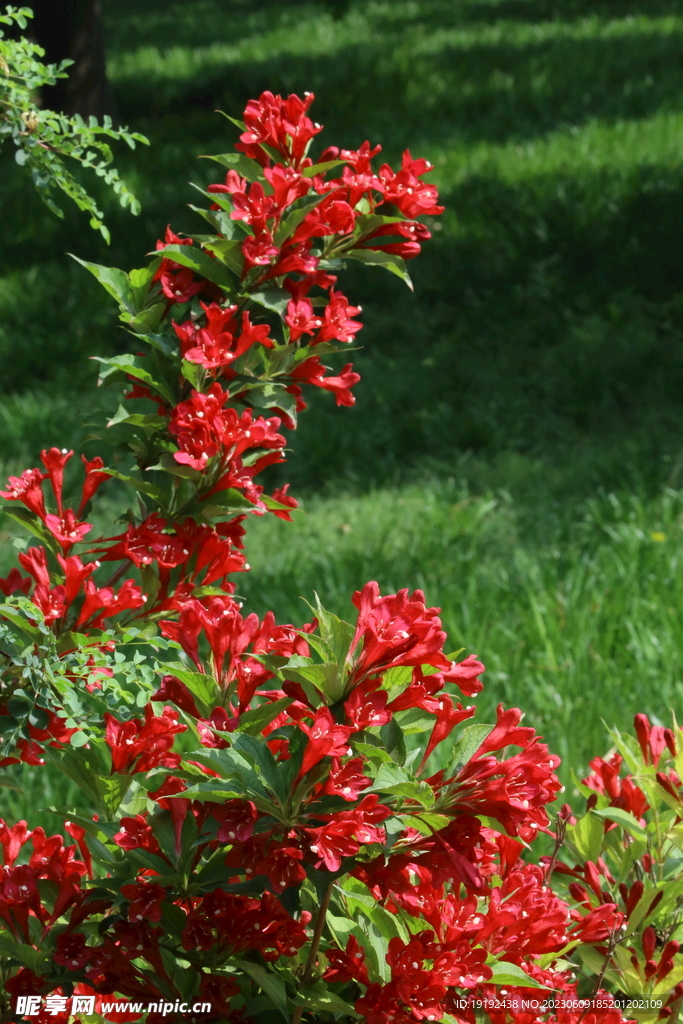 锦带花 