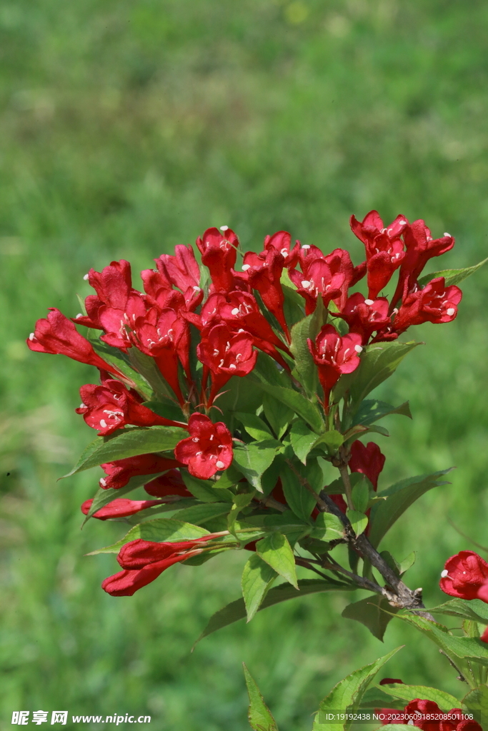 锦带花  