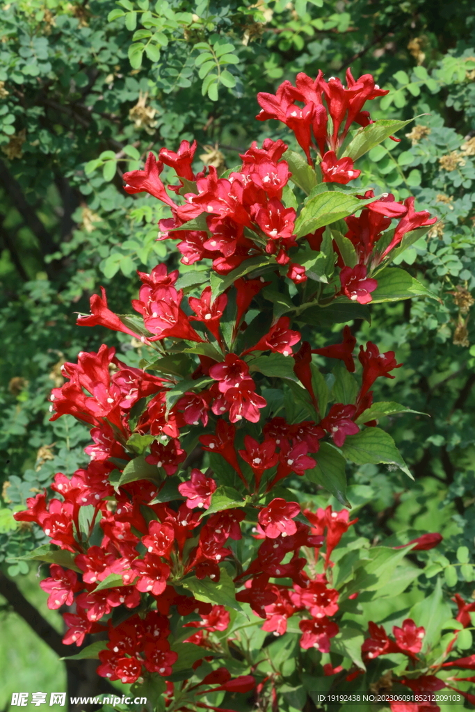 锦带花
