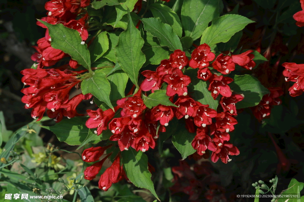 锦带花  