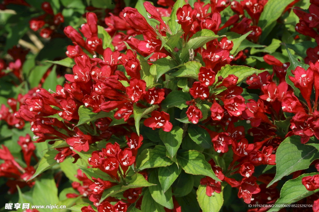 锦带花 