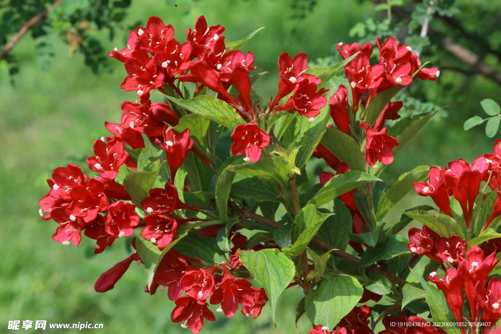 锦带花