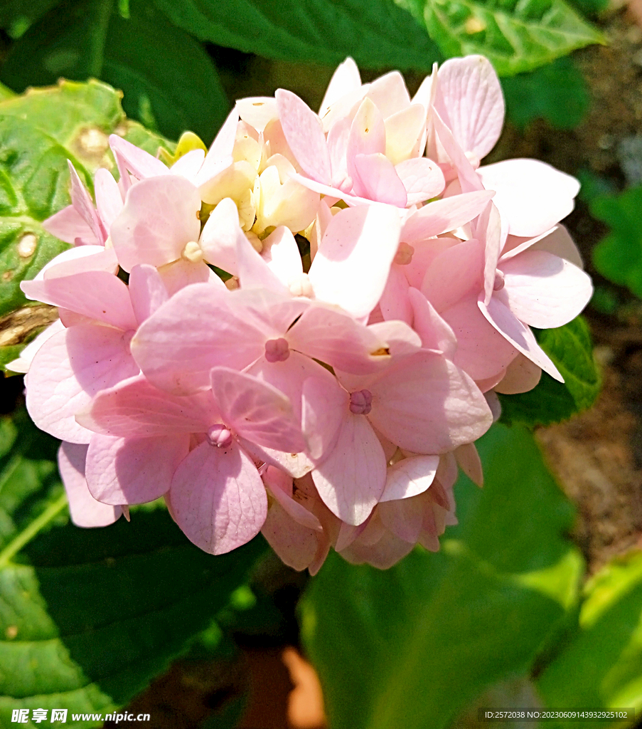 绣球花开