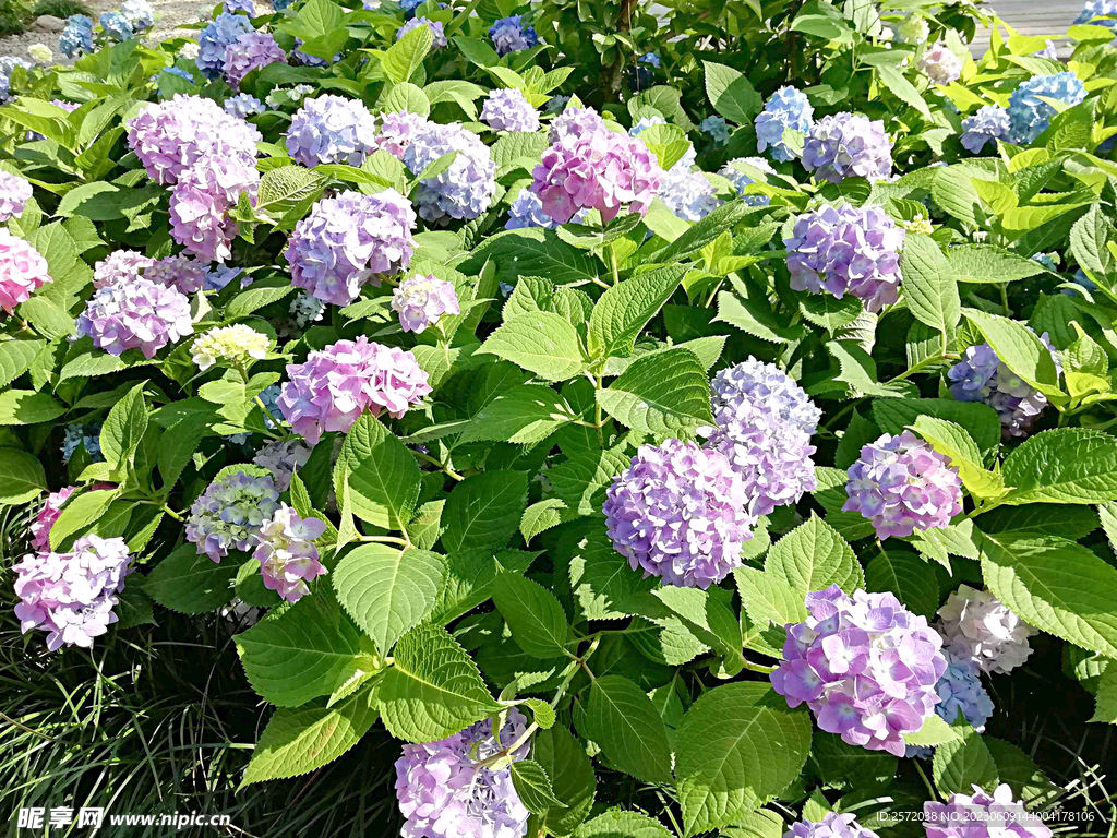 绣球花开