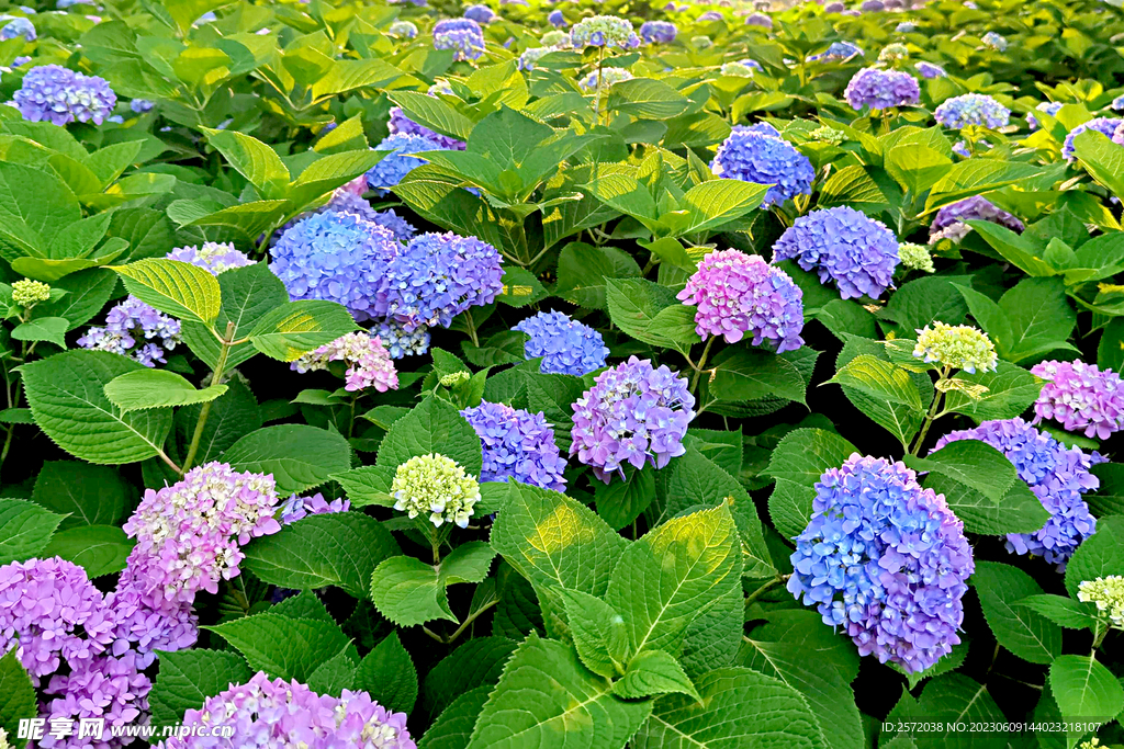 球花开