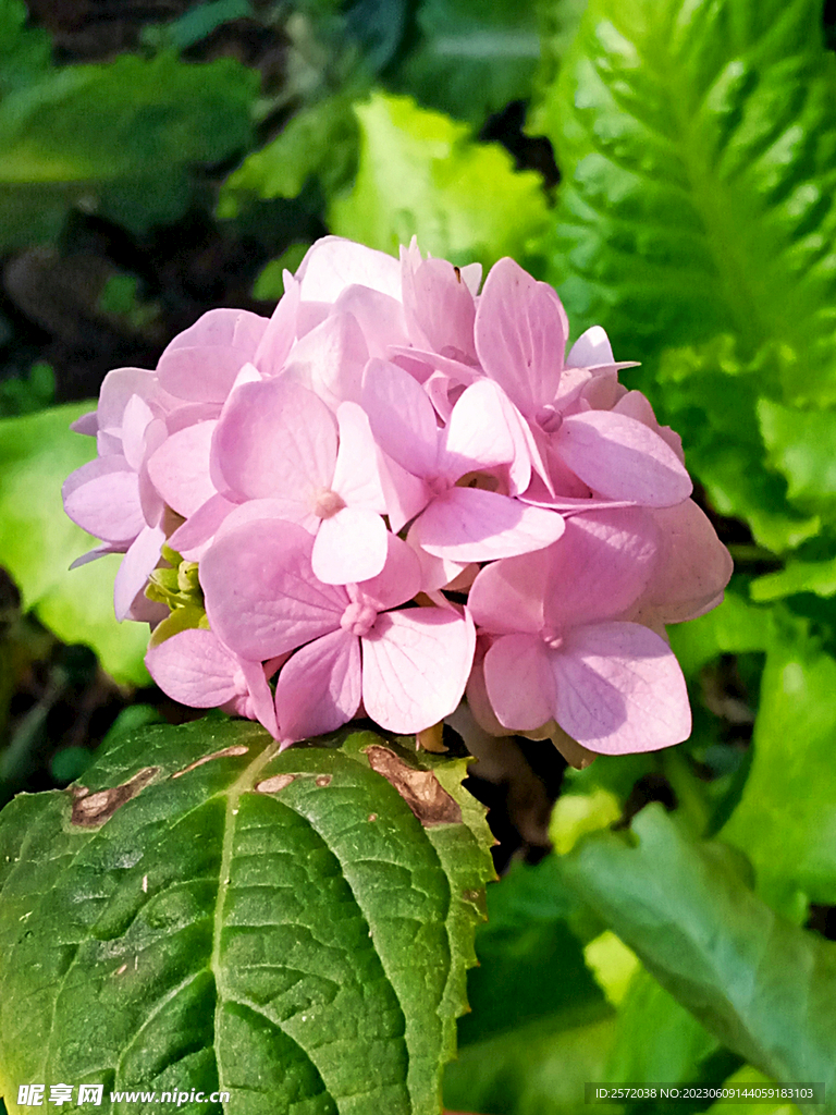绣球花开