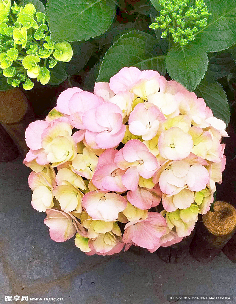 绣球花开