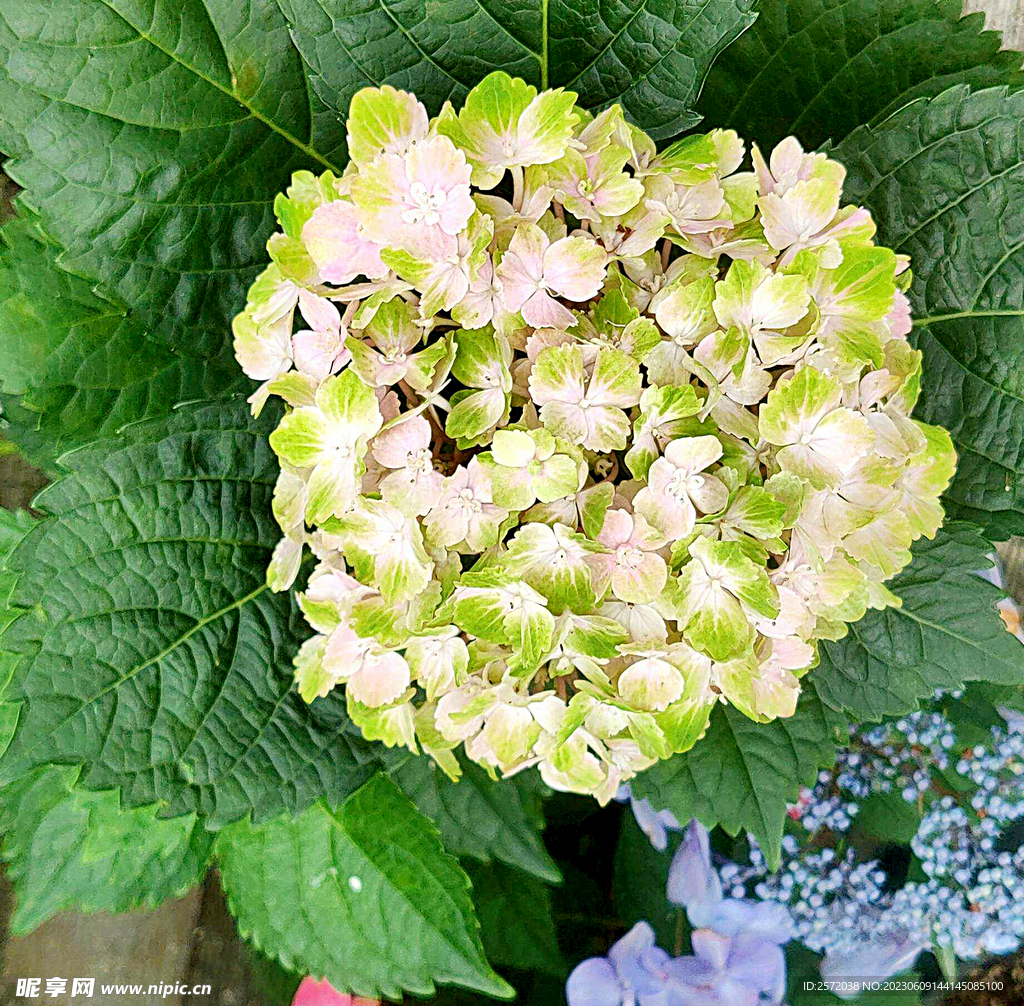 绣球花开