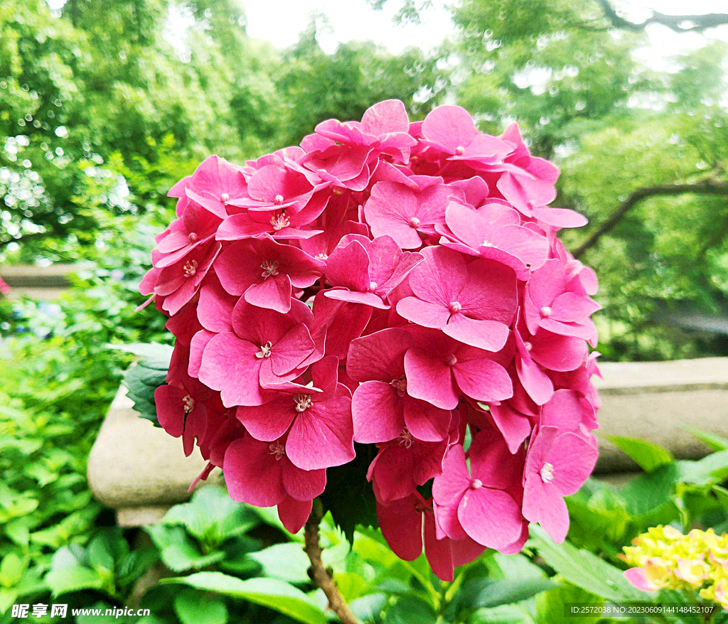 绣球花开