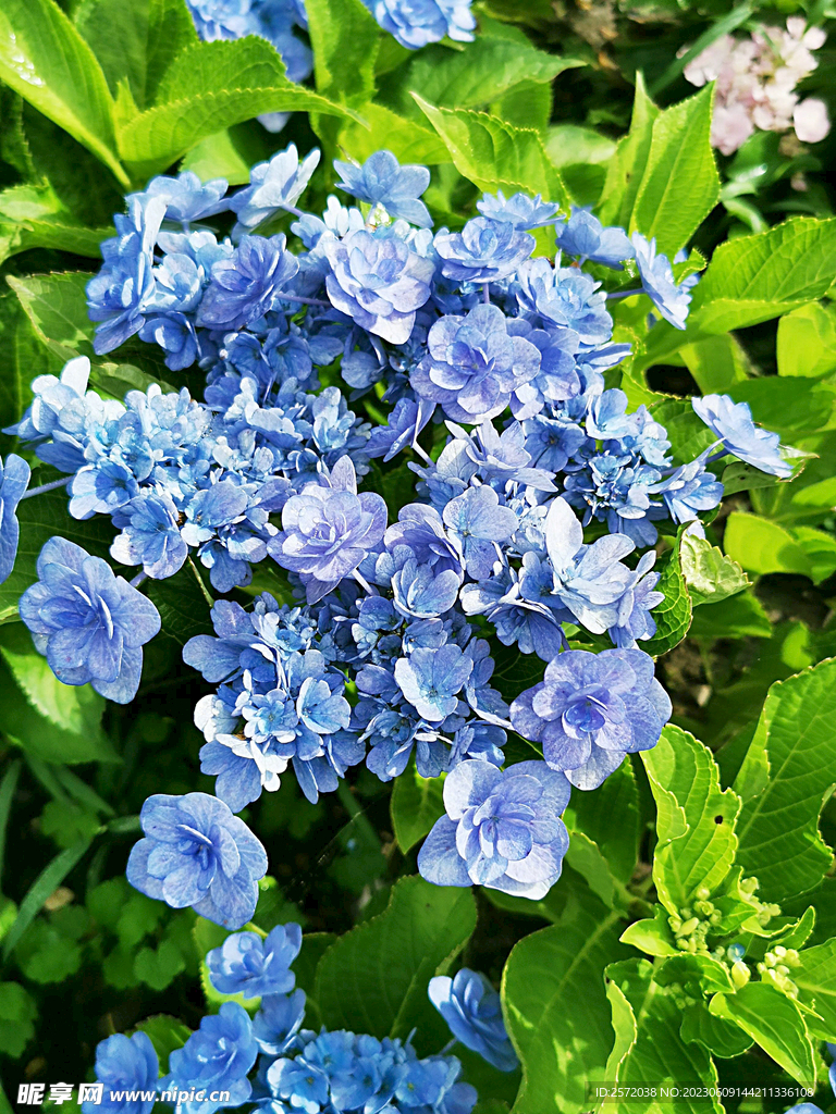 绣球花开