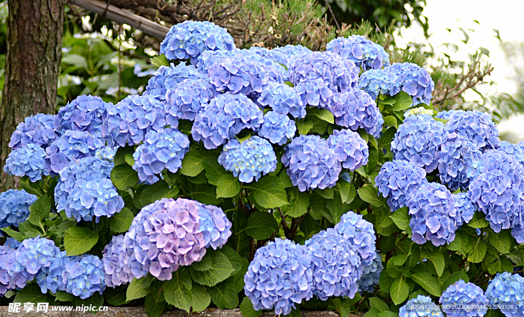 绣球花开