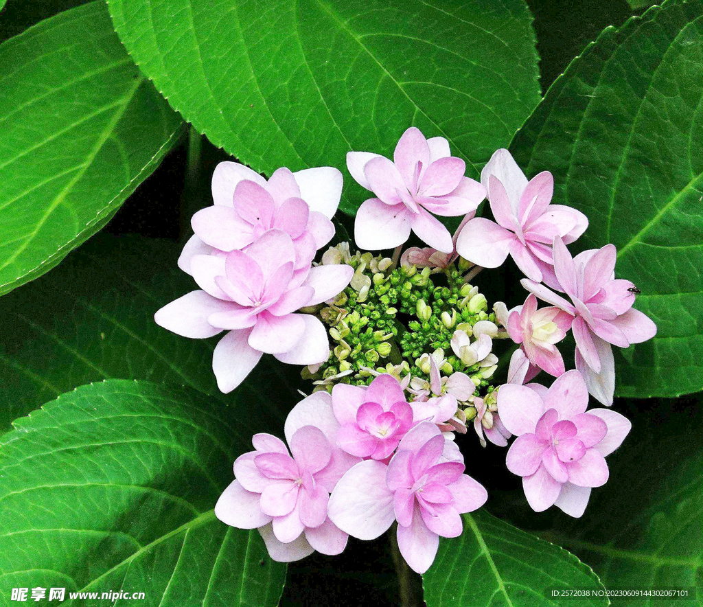 绣球花开
