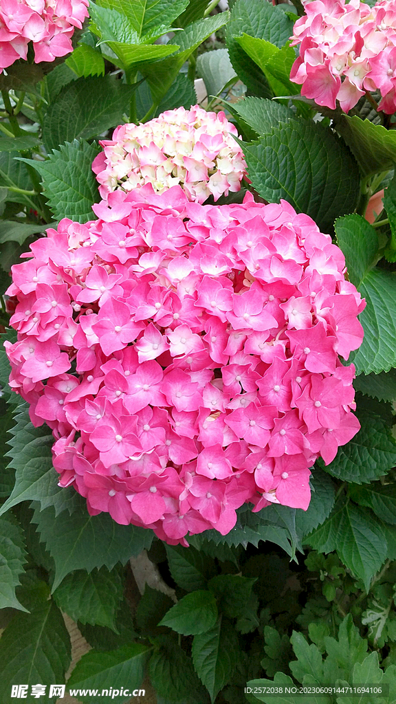 绣球花开