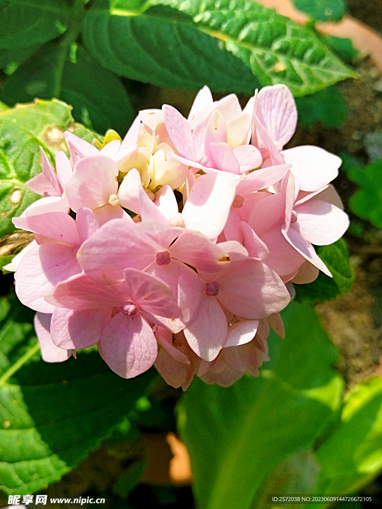 绣球花开