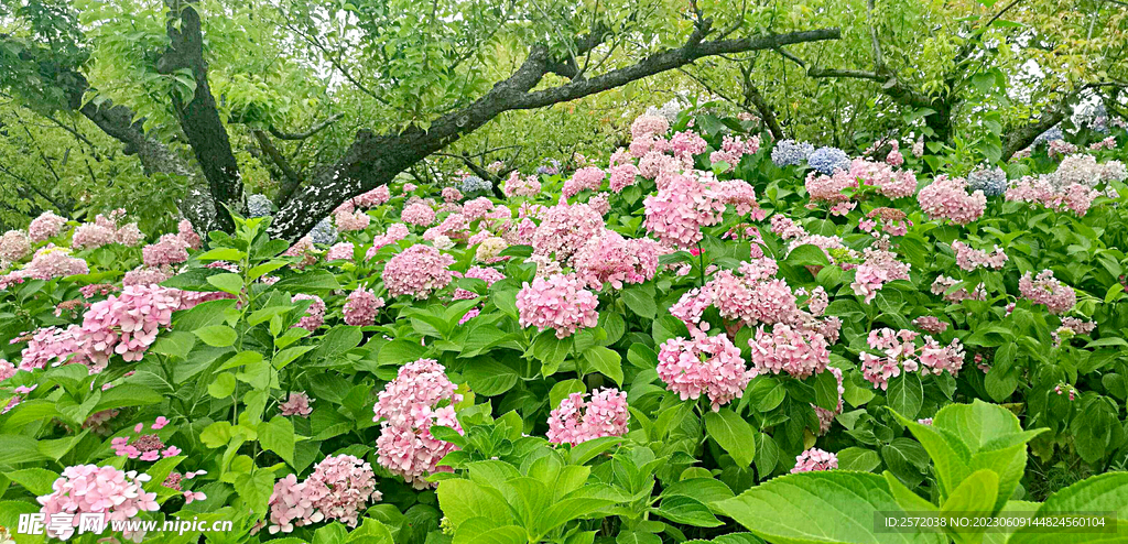 绣球花开